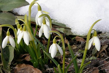 8 марта – Международный женский день